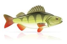 פירות ים לדלקת לבלב